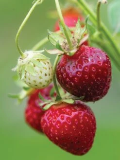 Alternative view of Strawberry, Purple Wonder®