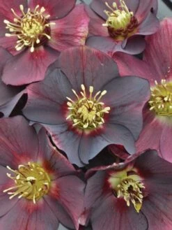 Alternative view of Hellebore, Honeymoon® Rome In Red