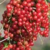 Currant, Jonkheer Van Tets, Red Early 2 Currant, Jonkheer Van Tets, Red Early -Plant Seed Store 66031717bd5f3521d7d2e13e419b29dfcad3e798fe1c8869508784f11c81bf11