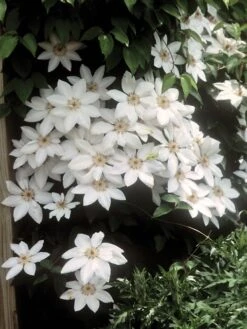 Alternative view of Clematis, Henryi (white)