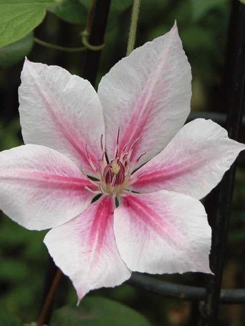 Clematis, Pink Fantasy 4 Clematis, Pink Fantasy - Image 2