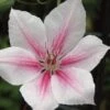 Clematis, Pink Fantasy 1 Clematis, Pink Fantasy -Plant Seed Store 6b8c337e4405179d224a131cdc8f3cf8e52d3a6fcb6739cd801ef63dc42e522f
