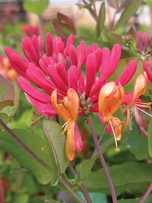 Lonicera (Honeysuckle), Goldflame 3 Lonicera (Honeysuckle), Goldflame - Image 2