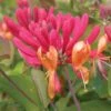 Lonicera (Honeysuckle), Goldflame -Plant Seed Store 6ba64ac749ba3f4fb6aa6192d781ad1c4f0bc28aed5f6590634d82f8d720ab71