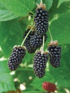 Alternative view of Blackberry, Columbia Sunrise