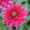 Dahlia, LaBella Maggiore Purple 2 Dahlia, LaBella Maggiore Purple -Plant Seed Store 6e4581927f83f6b126c97ff5a638056c081ffb1e4e730fe6d7d72314c8007bd8