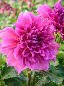 Alternative view of Dahlia, Maki