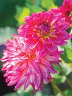 Alternative view of Dahlia, Pinkie Swear