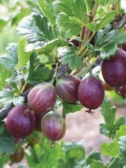 Alternative view of Gooseberry, Jeanne