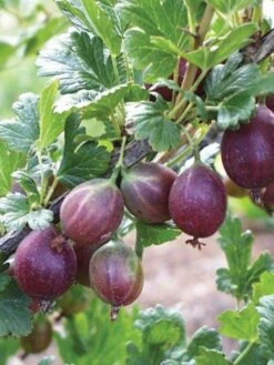 Gooseberry, Jeanne