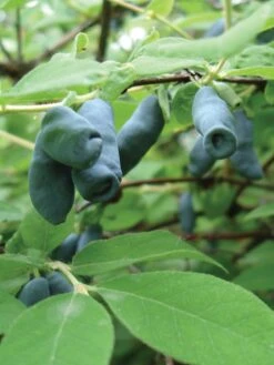 Alternative view of Honeyberry Collection