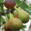 Fig, Chicago Hardy 1 Fig, Chicago Hardy -Plant Seed Store 78daba26d99e56da2f520e42ee99ad0002d51092a5a4353445d6d6e60b52f30a