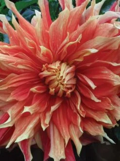 Alternative view of Dahlia, Autumn Sunburst