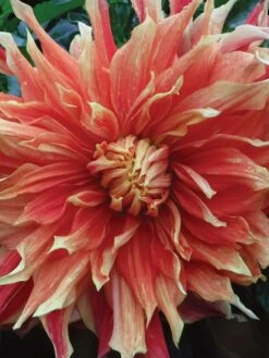 Dahlia, Autumn Sunburst