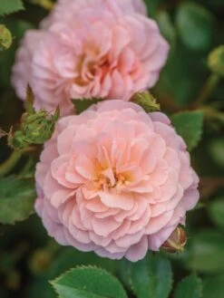 Alternative view of Rose, Apricot Drift