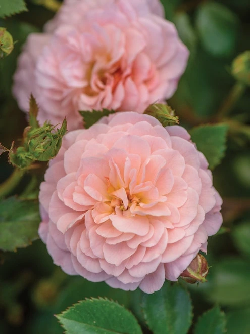Rose, Apricot Drift 4 Rose, Apricot Drift - Image 2