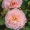 Rose, Apricot Drift 2 Rose, Apricot Drift -Plant Seed Store 7f811e9cfc78563b74085fb7dd0c347ea0f9027184a5e5670359c70dc0561993