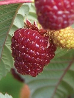Alternative view of Raspberry, Crimson Night PPAF