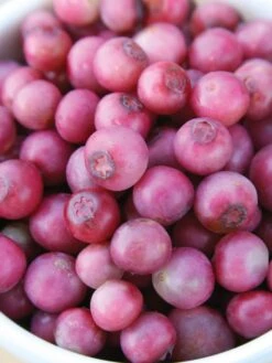 Alternative view of Blueberry, Pink Lemonade