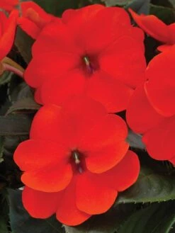 Alternative view of Impatiens, SunPatiens Electric Orange
