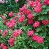 Rose, The Double Knock Out 1 Rose, The Double Knock Out -Plant Seed Store 857c8e2d6c28dd68a418563b9289c3e8eba50fc63f49b6e382057367af6bf1f5