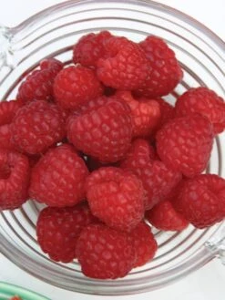 Alternative view of Raspberry, Killarney