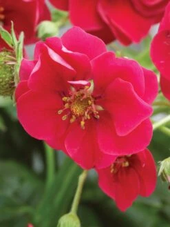 Alternative view of Strawberry, Summer Breeze Deep Rose