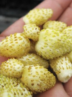 Strawberry, Alpine Yellow Wonder 5 Strawberry, Alpine Yellow Wonder -Plant Seed Store 8b2fc402dcae75064cdd8aca9bfed08e6cbe350d881a3939481cd27d95aa62ba 1