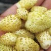 Strawberry, Alpine Yellow Wonder 1 Strawberry, Alpine Yellow Wonder -Plant Seed Store 8b2fc402dcae75064cdd8aca9bfed08e6cbe350d881a3939481cd27d95aa62ba