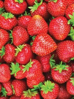 Alternative view of Strawberry, Eversweet