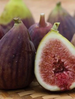 Alternative view of Fig, LSU Purple