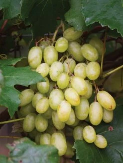 Grape, Neptune PP 12,302 8 Grape, Neptune PP 12,302 -Plant Seed Store 8f22f7e13b8e6920346b88eba38d505026364d1498b96466c3ee6bdd22a96adc 1