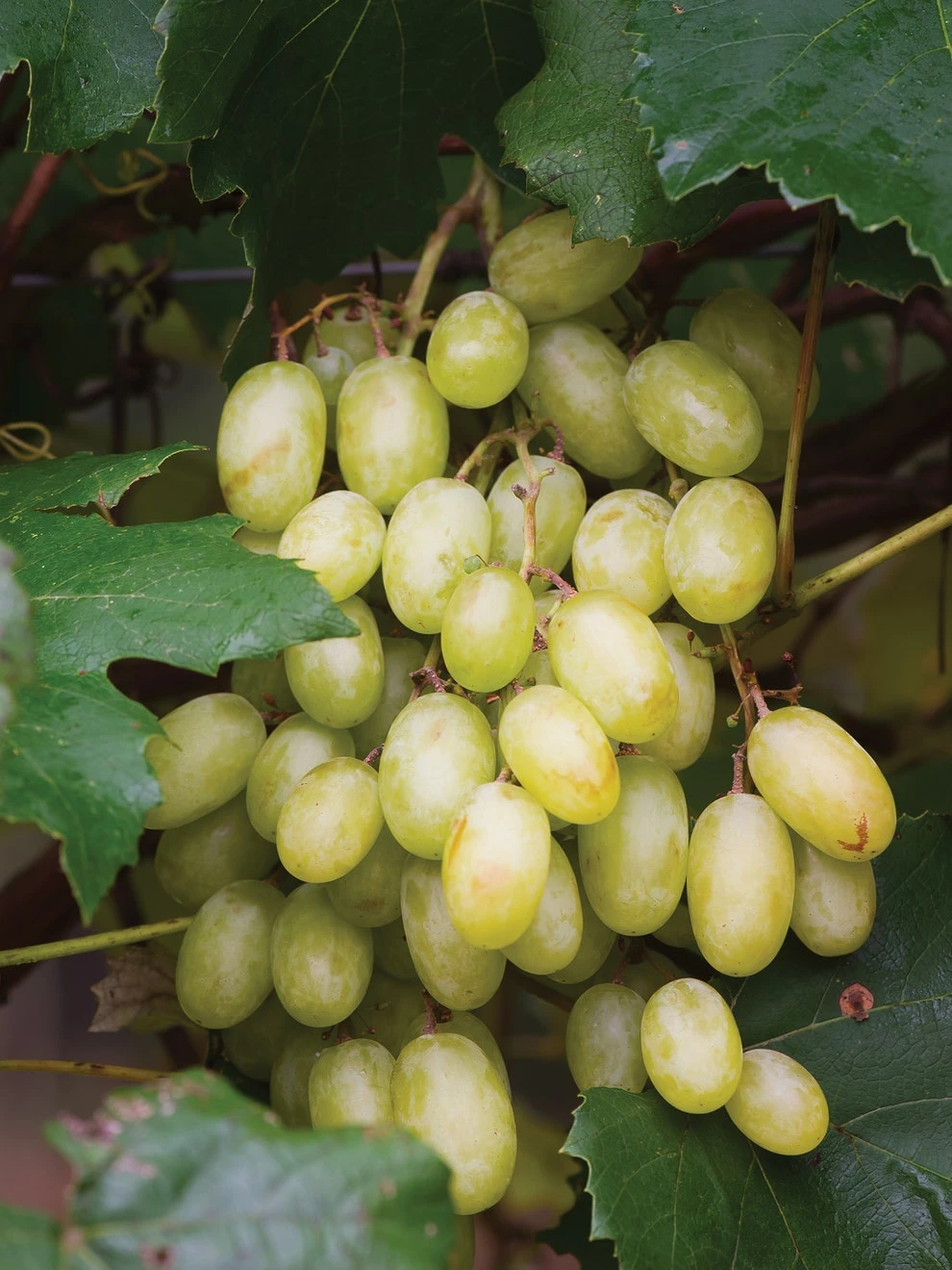 Grape, Neptune PP 12,302 3 Grape, Neptune PP 12,302