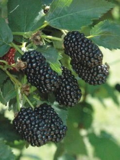 Alternative view of Blackberry, Prime-Ark Freedom