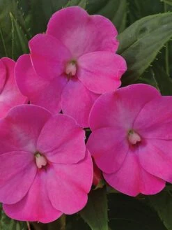 Alternative view of Impatiens, SunPatiens Lilac