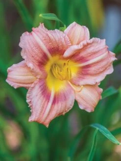 Alternative view of Daylily, Chorus Line