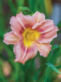 Daylily, Chorus Line