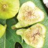 Fig, Lattarula Italian Honey 1 Fig, Lattarula Italian Honey -Plant Seed Store 9481ce0de336a3b5cbb243e52df5c0127849ea07d52cab82e317e7103b8be220