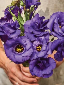 Alternative view of Lisianthus, Purple