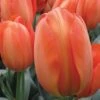 Tulip, Orange Balloon 1 Tulip, Orange Balloon -Plant Seed Store 9b12dedd063619e14da3266166236c20ad2be1c43f2e153594e59054bf3f4f53