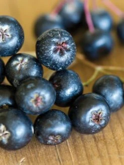 Aronia Melanocarpa, Viking 8 Aronia Melanocarpa, Viking -Plant Seed Store 9ee88efcd2e79d8c1c3850292e7ee5a6328911ad119b1fd0b9457d5f80288fec 1