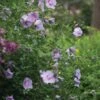 Hibiscus, Lavender Chiffon® 1 Hibiscus, Lavender Chiffon® -Plant Seed Store a0d69c76e517d2f3c579c0df1f0635033090d49936f545e7d0e76129016fbe98