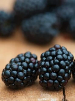 Alternative view of Blackberry, Triple Crown