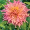 Dahlia, Penhill Watermelon 2 Dahlia, Penhill Watermelon -Plant Seed Store a597b755343c9ce894662692ed2b2f1d6785232dbc8bb83c9ed02892b649f28f