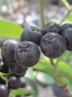 Aronia Melanocarpa, Viking 7 Aronia Melanocarpa, Viking -Plant Seed Store a59eefa72eb53d4a6bd6c7254231d19e8a0108b3b90095e0bfecb0209c71b5e8