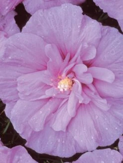 Alternative view of Hibiscus, Lavender Chiffon®