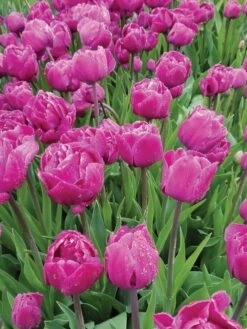 Tulip, Backpacker 5 Tulip, Backpacker -Plant Seed Store a93743b0285fee35ae3cac3e3cff9cb10e991ff3fecd905ff477226b9b7571fc 1