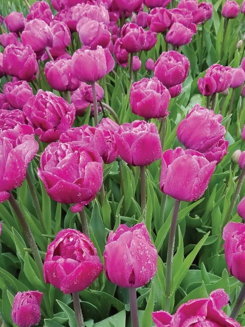 Tulip, Backpacker 4 Tulip, Backpacker - Image 2