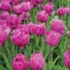 Tulip, Backpacker -Plant Seed Store a93743b0285fee35ae3cac3e3cff9cb10e991ff3fecd905ff477226b9b7571fc
