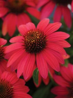 Alternative view of Echinacea, Sombrero Baja Burgundy